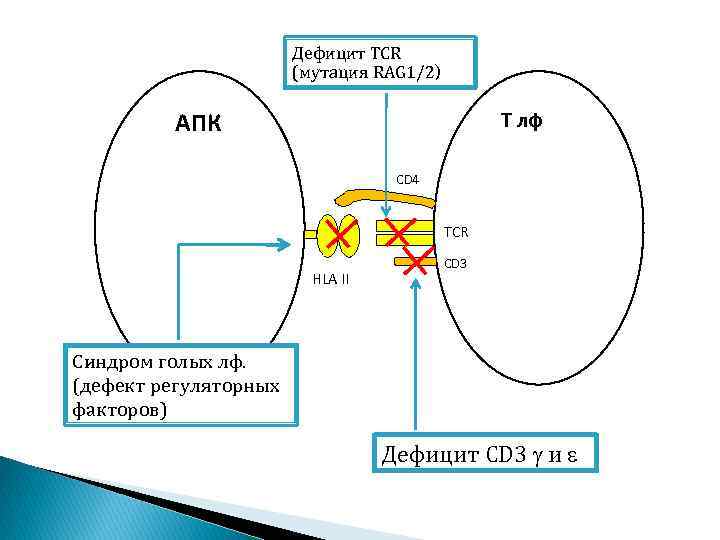 Дефицит TCR (мутация RAG 1/2) АПК Т лф CD 4 TCR HLA II CD