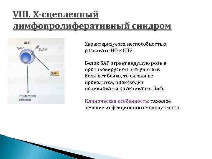VIII. Х-сцепленный лимфопролиферативный синдром Характеризуется неспособностью развивать ИО к EBV. Белок SAP играет ведущую