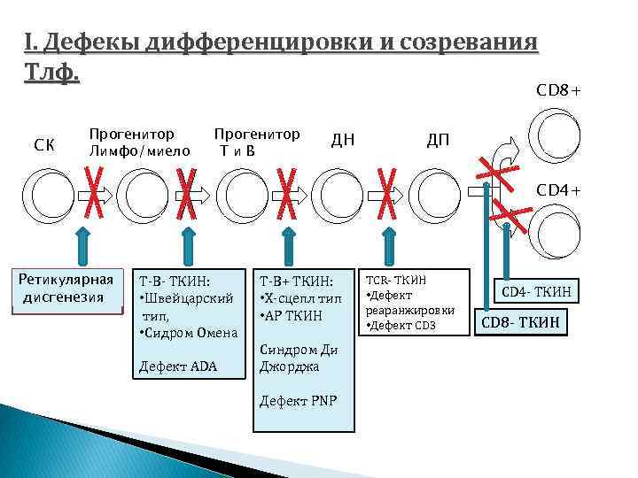 I. Дефекы дифференцировки и созревания Тлф. CD 8+ СК Прогенитор Лимфо/миело Прогенитор Ти. В