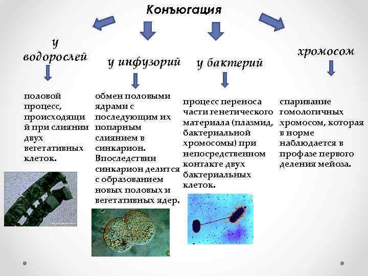 Конъюгация у инфузорий это