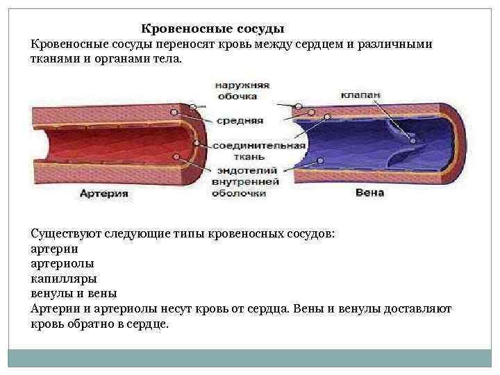 Кровеносные сосуды состоящие из одного слоя клеток. Строение артерии вены и капилляры. Строение сосудистой стенки артерий.