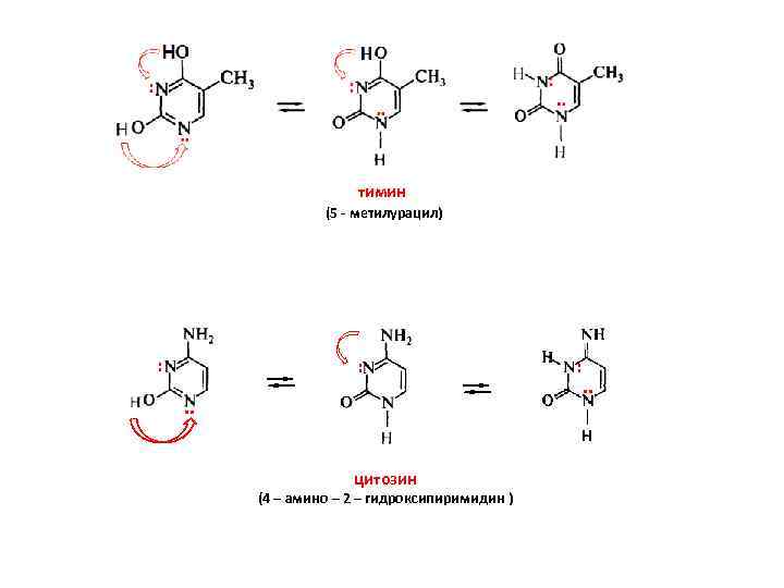 тимин (5 - метилурацил) : : . . цитозин (4 – амино – 2