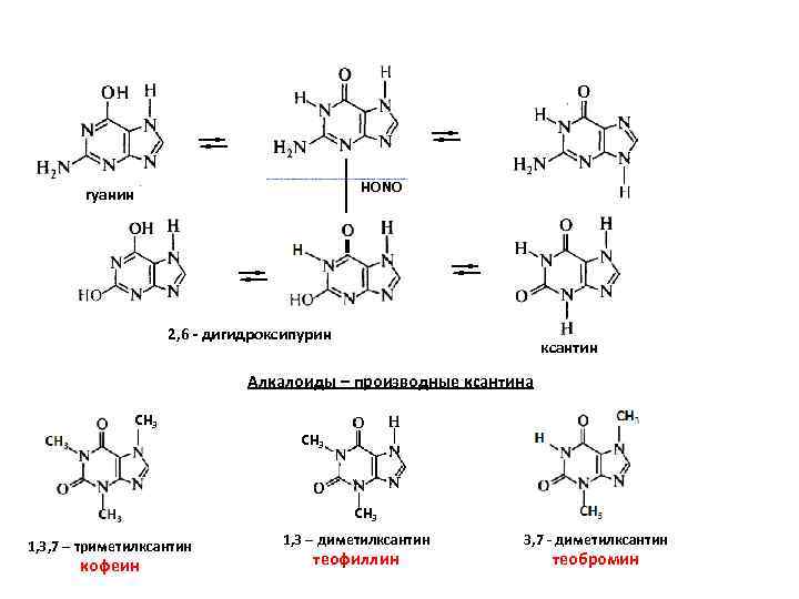 HОNO гуанин 2, 6 - дигидроксипурин ксантин Алкалоиды – производные ксантина СН 3 1,
