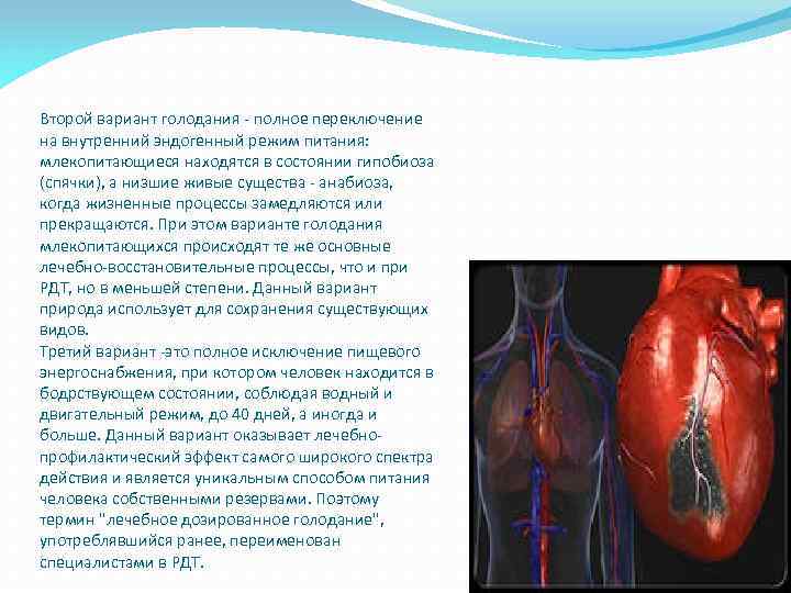 Второй вариант голодания - полное переключение на внутренний эндогенный режим питания: млекопитающиеся находятся в