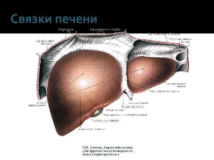Связки печени 