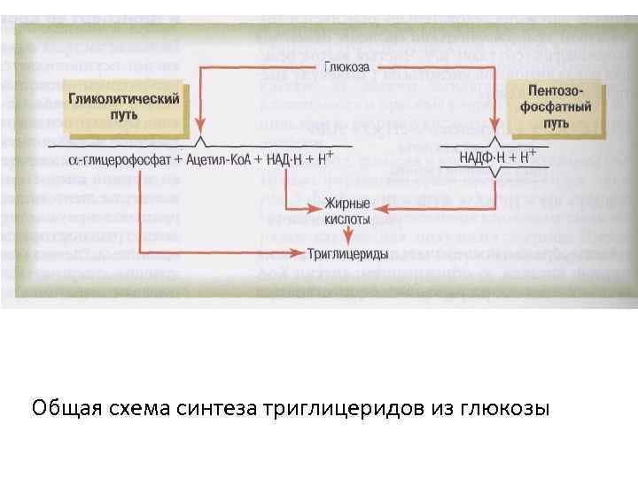 Общая схема синтеза триглицеридов из глюкозы 
