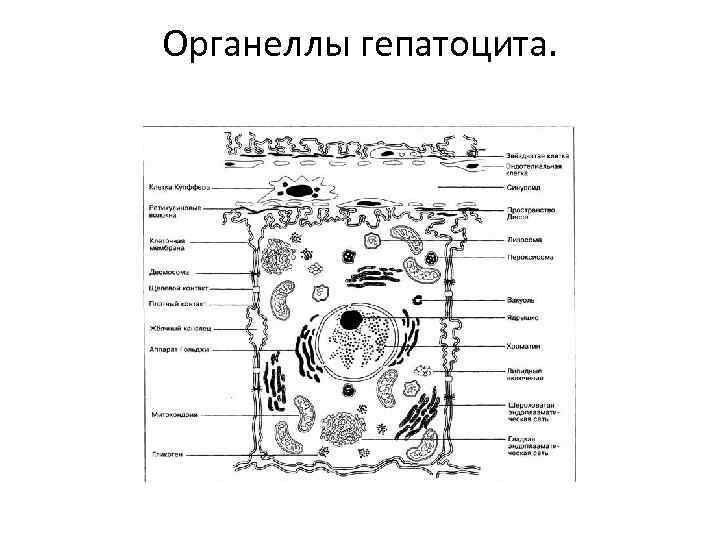 Органеллы гепатоцита. 