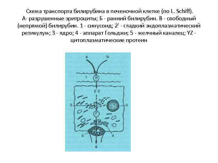 Схема транспорта билирубина в печеночной клетке (по L. Schiff). А разрушенные эритроциты; Б ранний