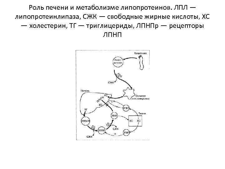 Роль печени и метаболизме липопротеинов. ЛПЛ — липопротеинлипаза, СЖК — свободные жирные кислоты, ХС