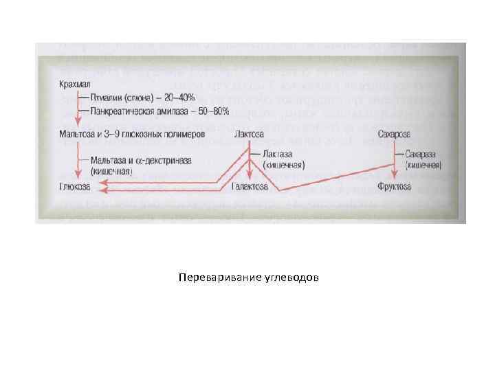 Переваривание углеводов 