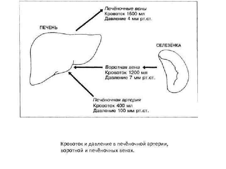 Кровоток и давление в печёночной артерии, воротной и печёночных венах. 