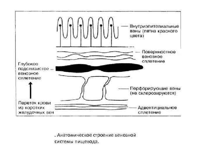 . Анатомическое строение венозной системы пищевода. 