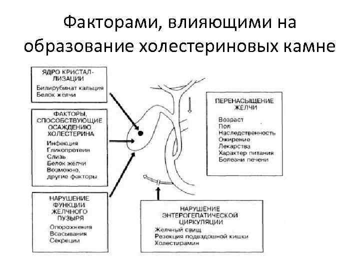Факторами, влияющими на образование холестериновых камне 