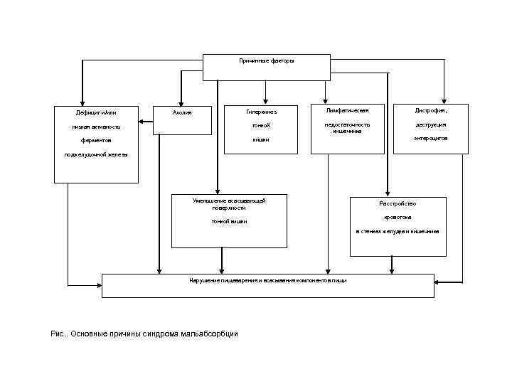 Причинные факторы Гиперкинез Лимфатическая Дистрофия, низкая активность тонкой недостаточность кишечника деструкция ферментов кишки Дефицит
