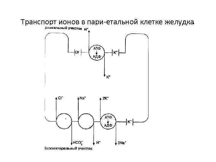 . Транспорт ионов в пари етальной клетке желудка 