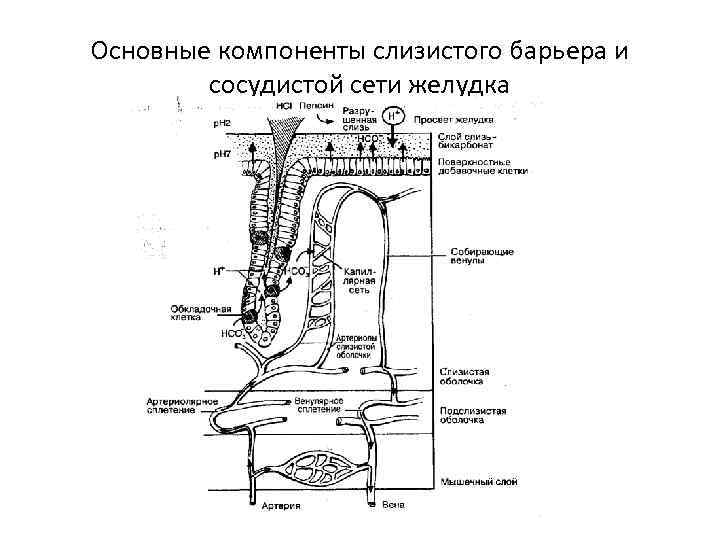 Основные компоненты слизистого барьера и сосудистой сети желудка 