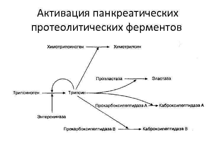 Протеолитические ферменты поджелудочной