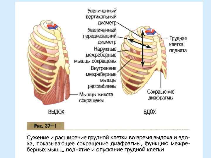 Диафрагма расслабляется диафрагма сокращается внутренние межреберные. Межреберная мышца грудной клетки. Наружные межреберные мышцы. Подреберные мышцы вдох выдох. Наружные межреберные мышцы при выдохе.