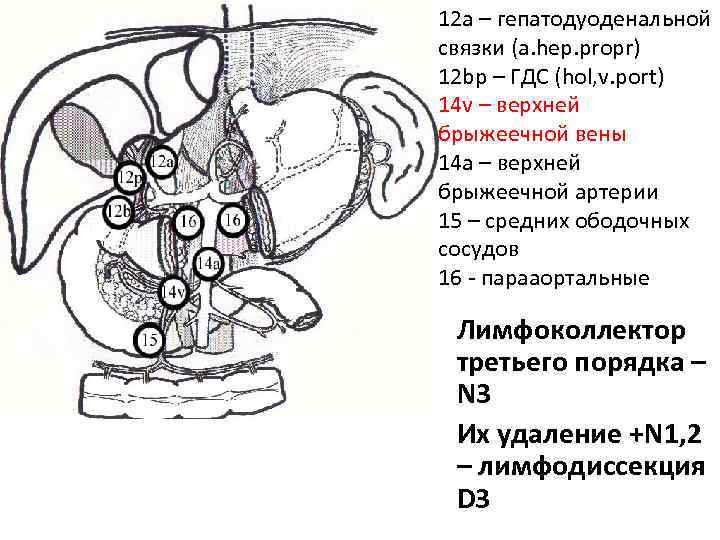 12 a – гепатодуоденальной связки (a. hep. propr) 12 bp – ГДС (hol, v.