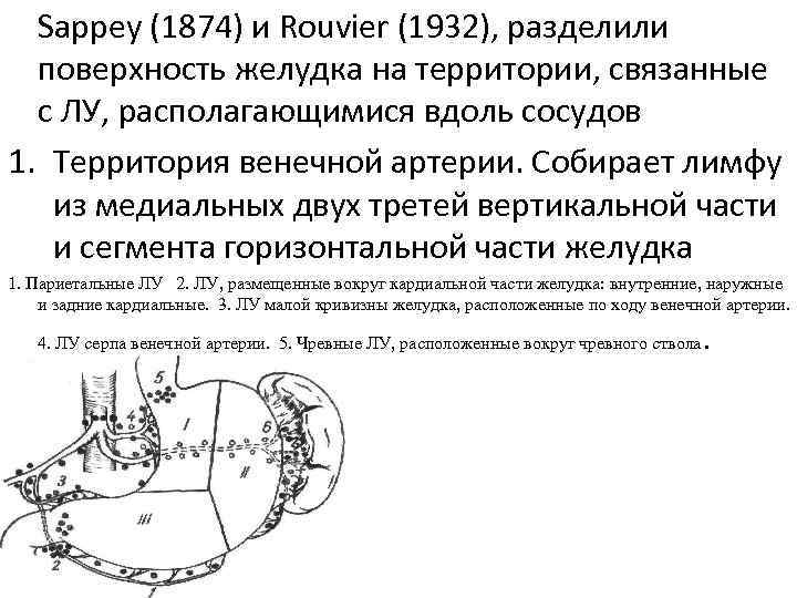 Sappey (1874) и Rouvier (1932), разделили поверхность желудка на территории, связанные с ЛУ, располагающимися