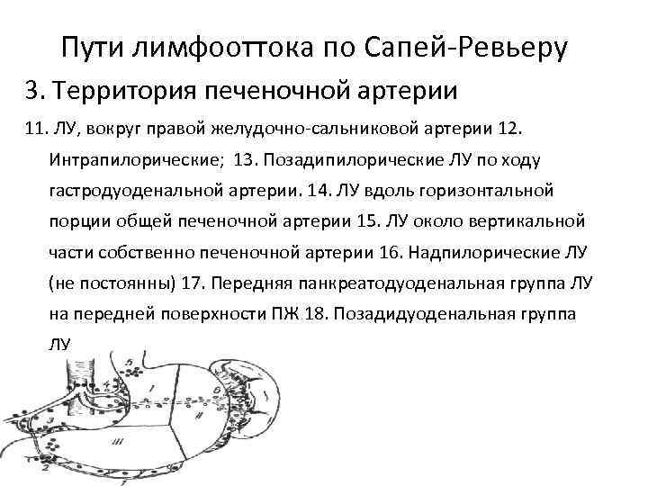 Пути лимфооттока по Сапей-Ревьеру 3. Территория печеночной артерии 11. ЛУ, вокруг правой желудочно-сальниковой артерии