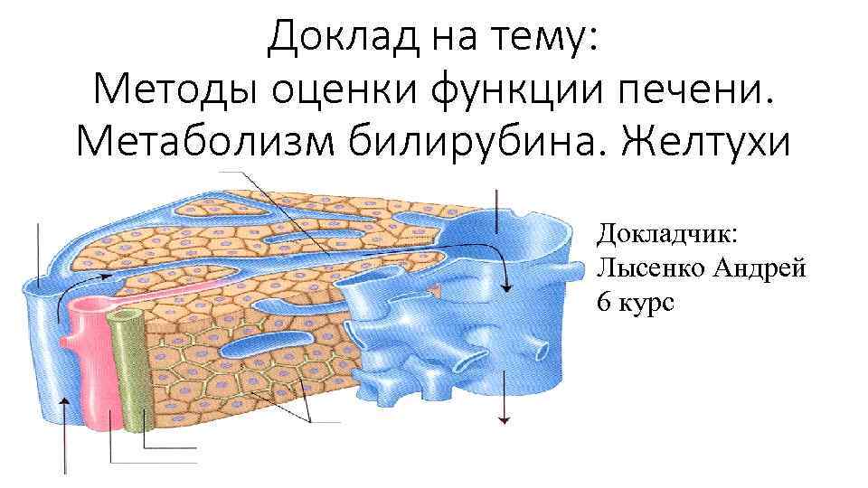 Доклад на тему: Методы оценки функции печени. Метаболизм билирубина. Желтухи Докладчик: Лысенко Андрей 6