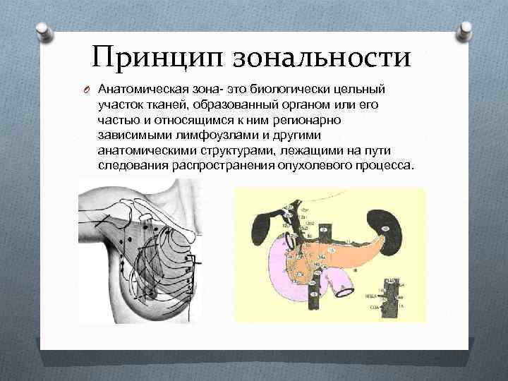 Принцип зональности O Анатомическая зона- это биологически цельный участок тканей, образованный органом или его