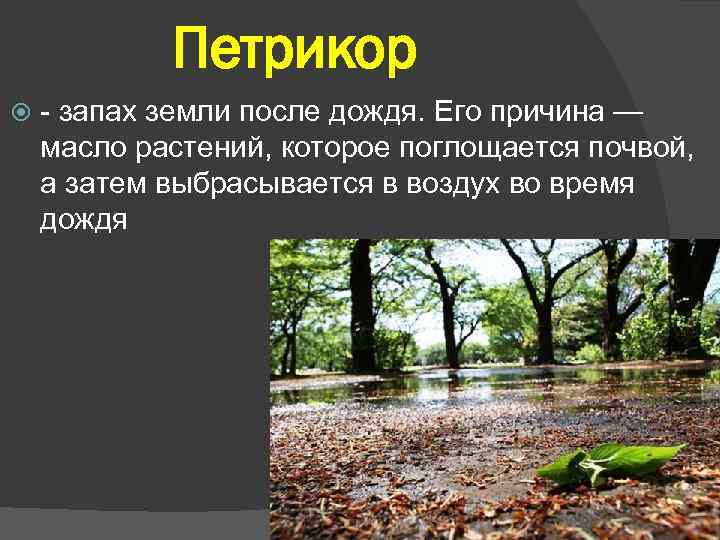 Петрикор - запах земли после дождя. Его причина — масло растений, которое поглощается почвой,