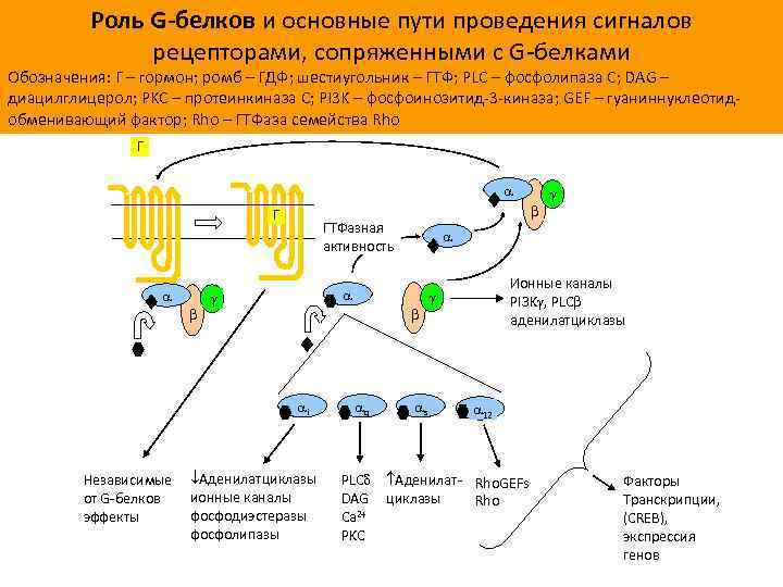 Роль G-белков и основные пути проведения сигналов рецепторами, сопряженными с G-белками Обозначения: Г –