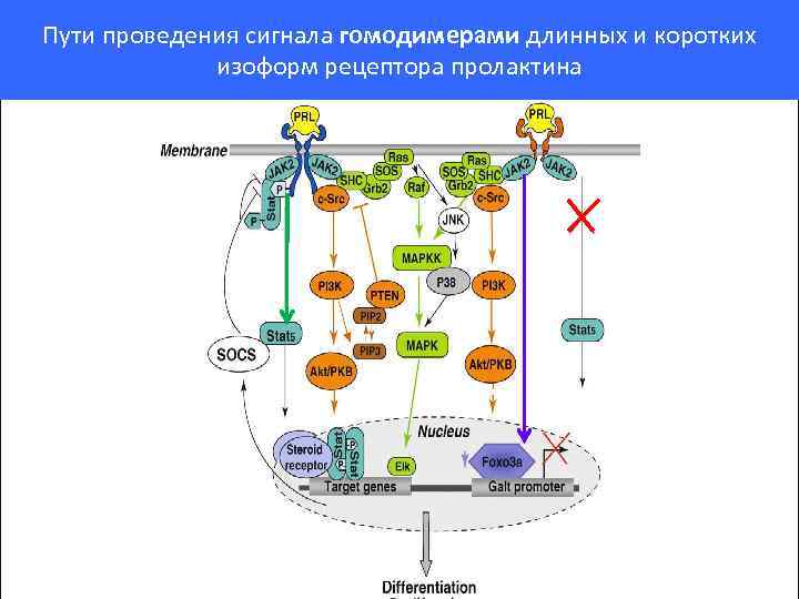 Схема мембранной рецепции