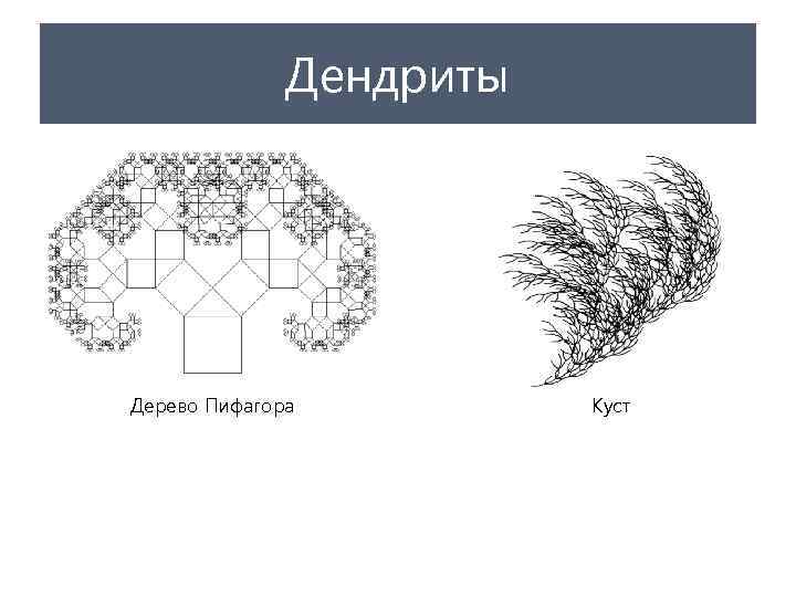 Дендриты Дерево Пифагора Куст 