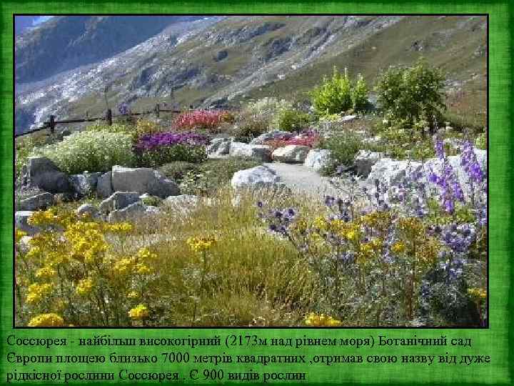 Соссюрея - найбільш високогірний (2173 м над рівнем моря) Ботанічний сад Європи площею близько