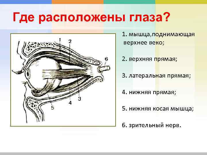 Где расположены глаза? 1. мышца, поднимающая верхнее веко; 2. верхняя прямая; 3. латеральная прямая;