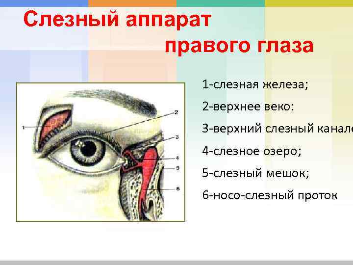 Слезная железа относится к железам. Строение слезного аппарата. Слезный аппарат строение анатомия. Строение слезных каналов глаза человека. Слезный аппарат глаза анатомия.