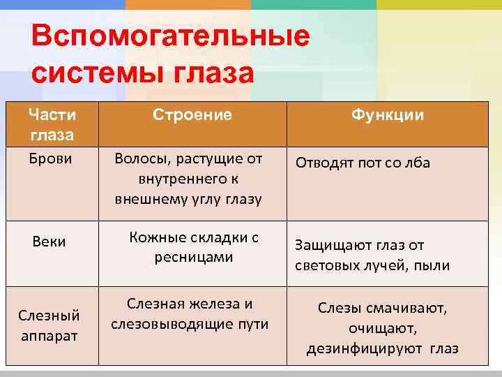 Вспомогательные системы глаза Части глаза Брови Веки Слезный аппарат Строение Волосы, растущие от внутреннего