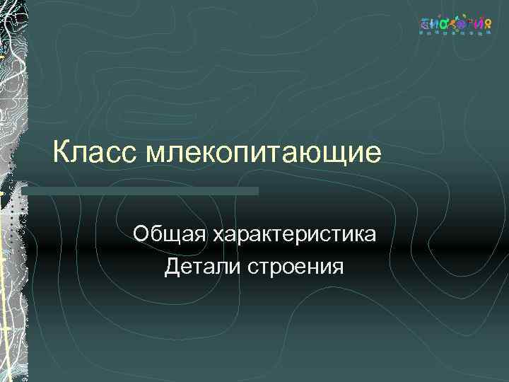 Класс млекопитающие Общая характеристика Детали строения 