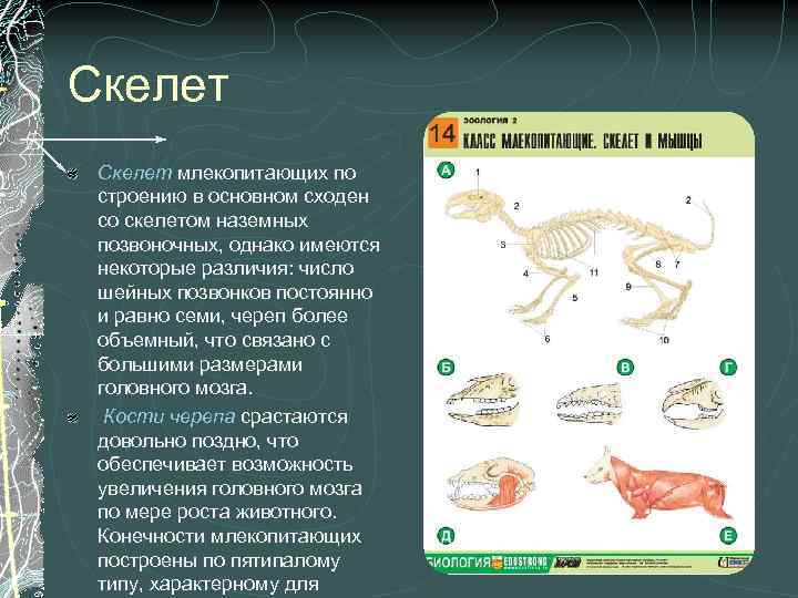 Скелет млекопитающих состоит из 5 отделов