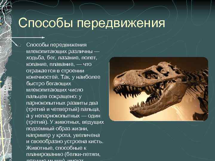 Способы передвижения млекопитающих различны — ходьба, бег, лазание, полет, копание, плавание, — что отражается