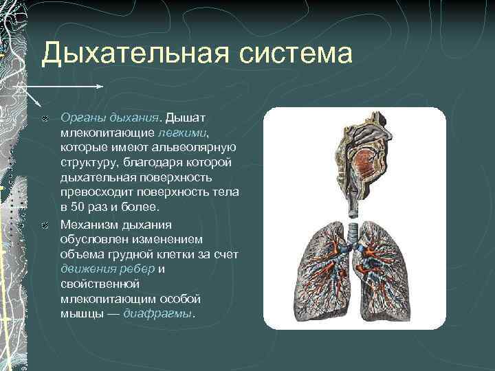 Дыхательная система Органы дыхания. Дышат млекопитающие легкими, которые имеют альвеолярную структуру, благодаря которой дыхательная