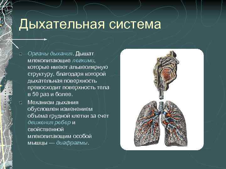 Поверхность легких образована