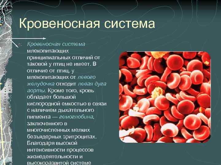 Кровеносная система млекопитающих принципиальных отличий от таковой у птиц не имеет. В отличие от