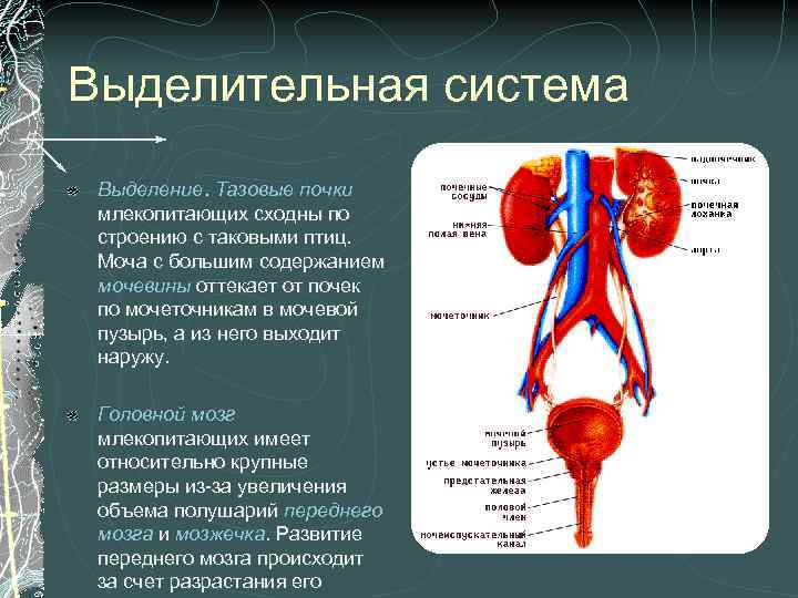 Выделительная система Выделение. Тазовые почки млекопитающих сходны по строению с таковыми птиц. Моча с