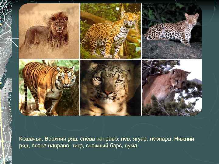 Кошачьи. Верхний ряд, слева направо: лев, ягуар, леопард. Нижний ряд, слева направо: тигр, снежный