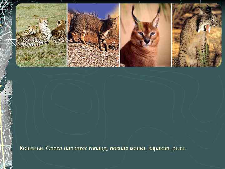 Кошачьи. Слева направо: гепард, лесная кошка, каракал, рысь 