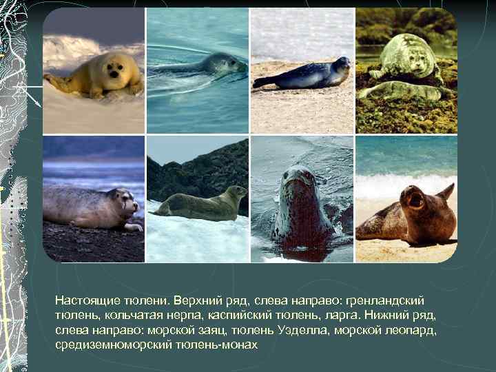 Настоящие тюлени. Верхний ряд, слева направо: гренландский тюлень, кольчатая нерпа, каспийский тюлень, ларга. Нижний