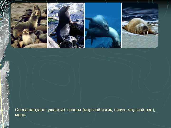 Слева направо: ушастые тюлени (морской котик, сивуч, морской лев), морж 