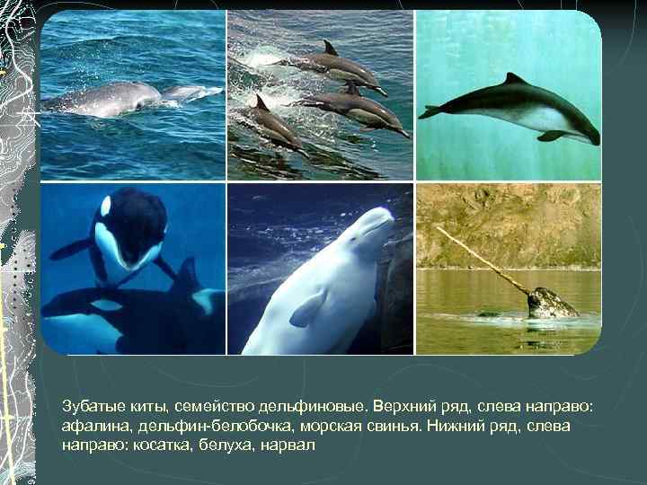 Зубатые киты, семейство дельфиновые. Верхний ряд, слева направо: афалина, дельфин-белобочка, морская свинья. Нижний ряд,