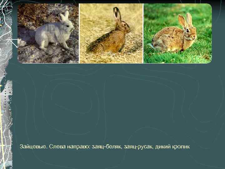 Зайцевые. Слева направо: заяц-беляк, заяц-русак, дикий кролик 