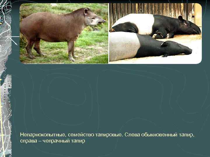 Непарнокопытные, семейство тапировые. Слева обыкновенный тапир, справа – чепрачный тапир 