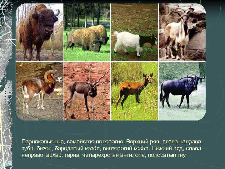 Парнокопытные, семейство полорогие. Верхний ряд, слева направо: зубр, бизон, бородатый козёл, винторогий козёл. Нижний
